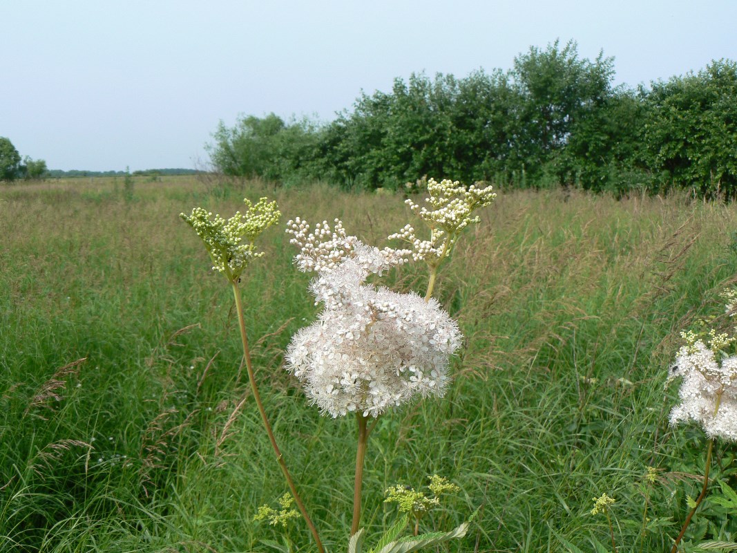 Изображение особи Filipendula palmata.