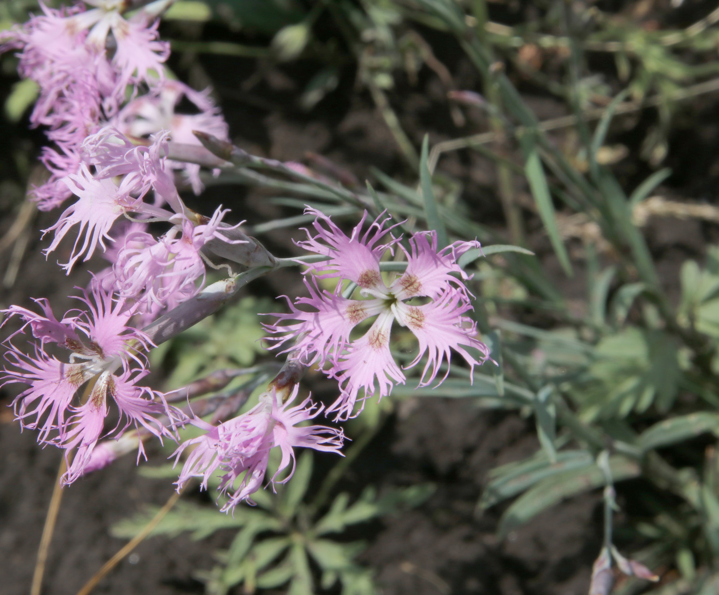 Image of Dianthus superbus specimen.