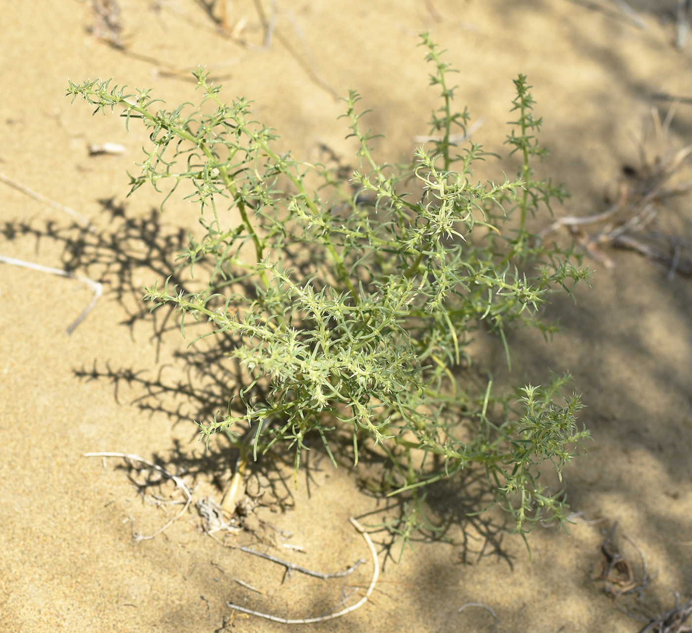 Image of genus Salsola specimen.