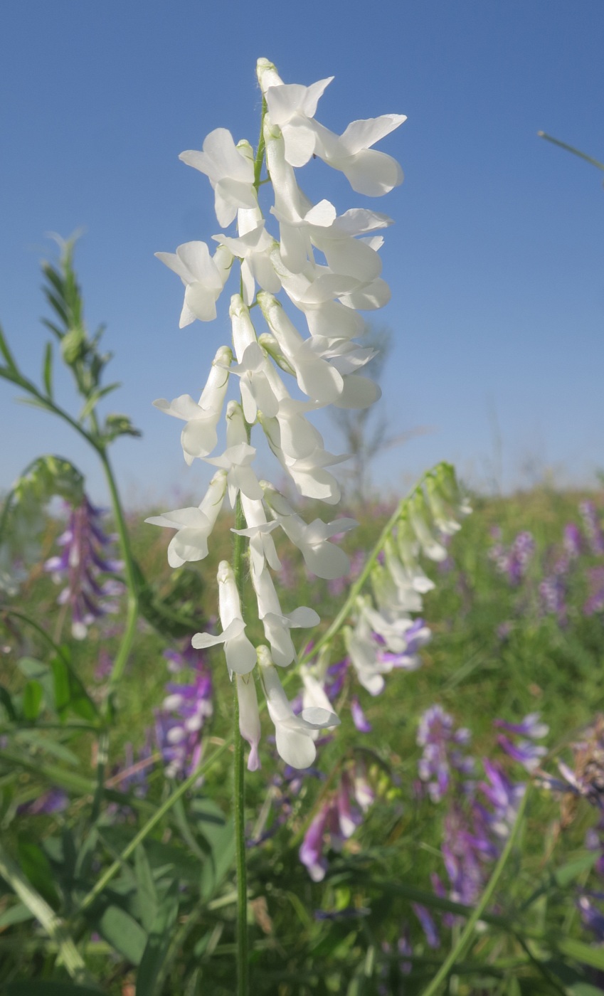 Изображение особи Vicia villosa.