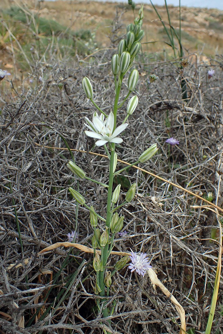 Image of Ornithogalum narbonense specimen.