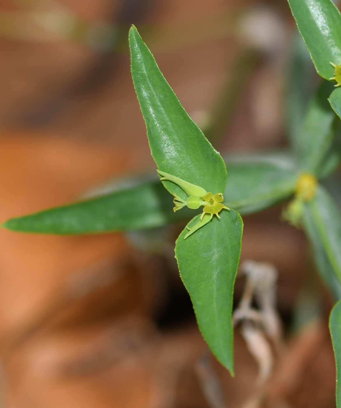 Изображение особи Euphorbia taurinensis.