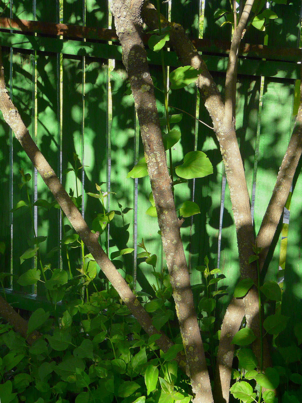 Image of Syringa vulgaris specimen.