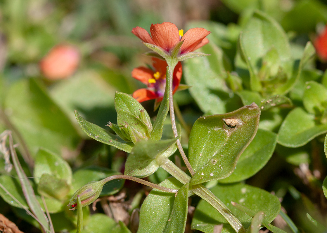 Изображение особи Anagallis arvensis.