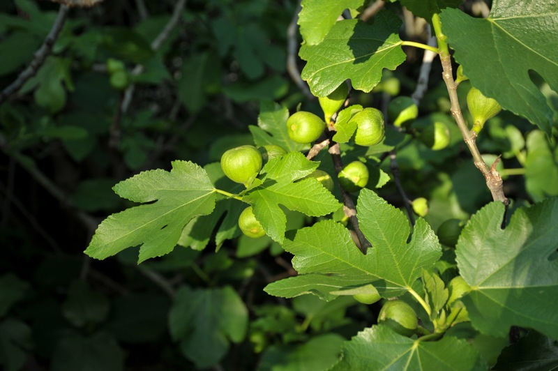 Изображение особи Ficus carica.