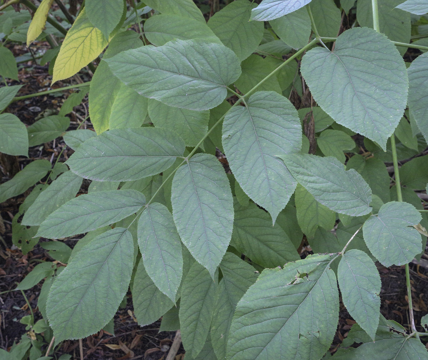 Изображение особи Aralia continentalis.