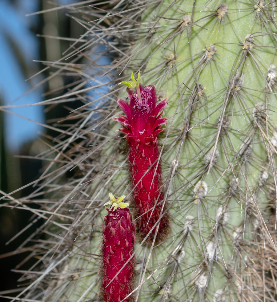 Image of Cleistocactus baumannii specimen.