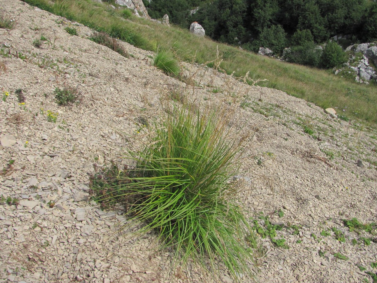 Image of genus Festuca specimen.