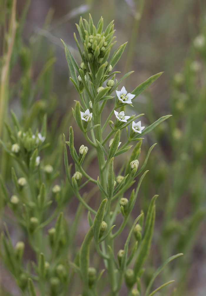 Изображение особи Thesium ramosum.