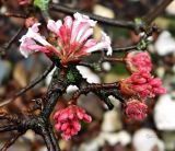 genus Viburnum