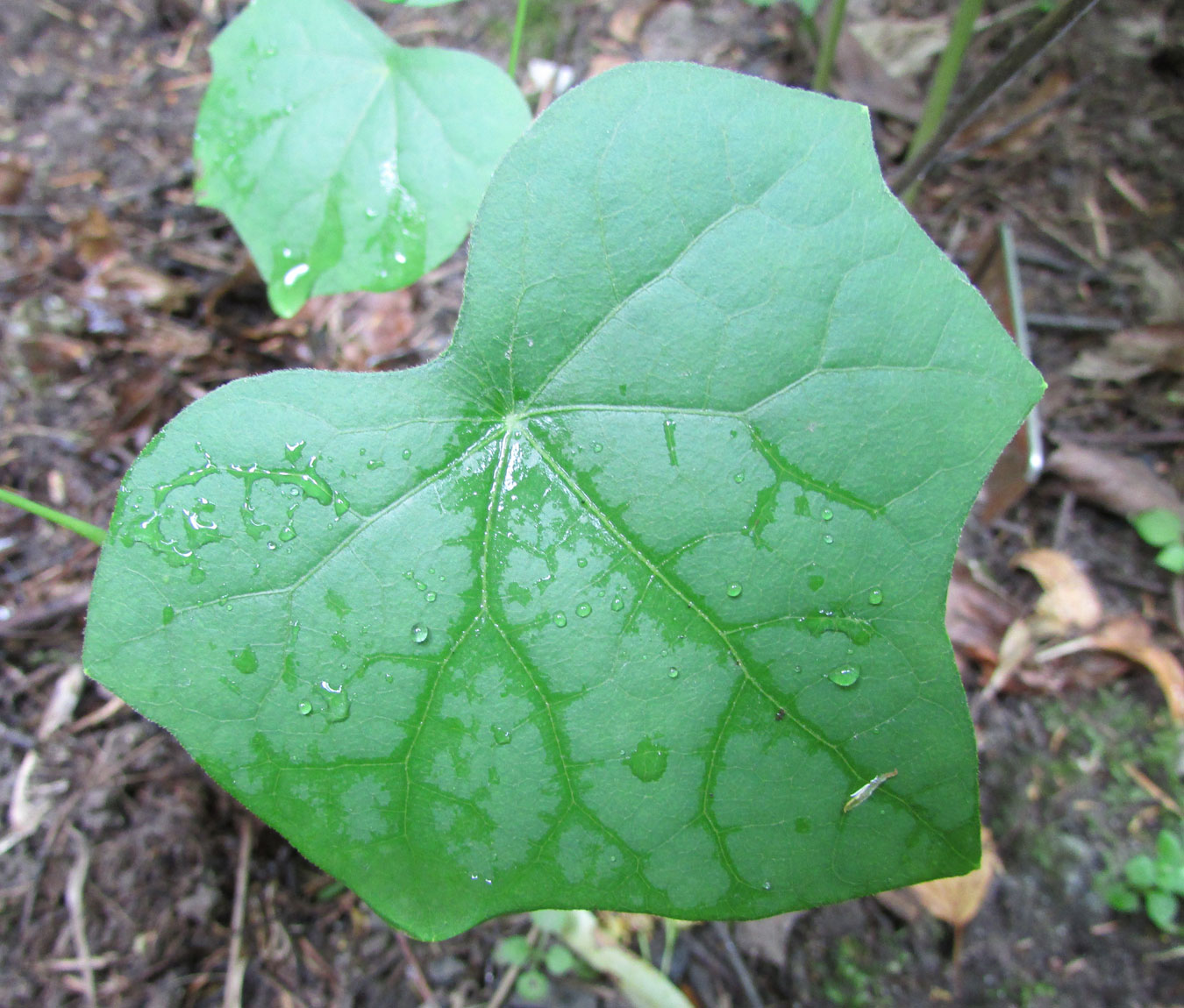 Изображение особи Dioscorea nipponica.