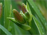 Hemerocallis × hybrida