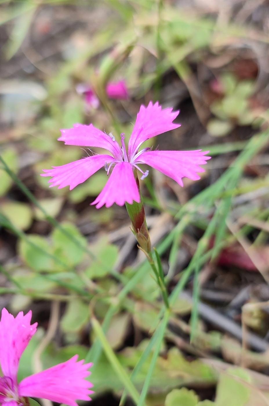 Image of Dianthus versicolor specimen.