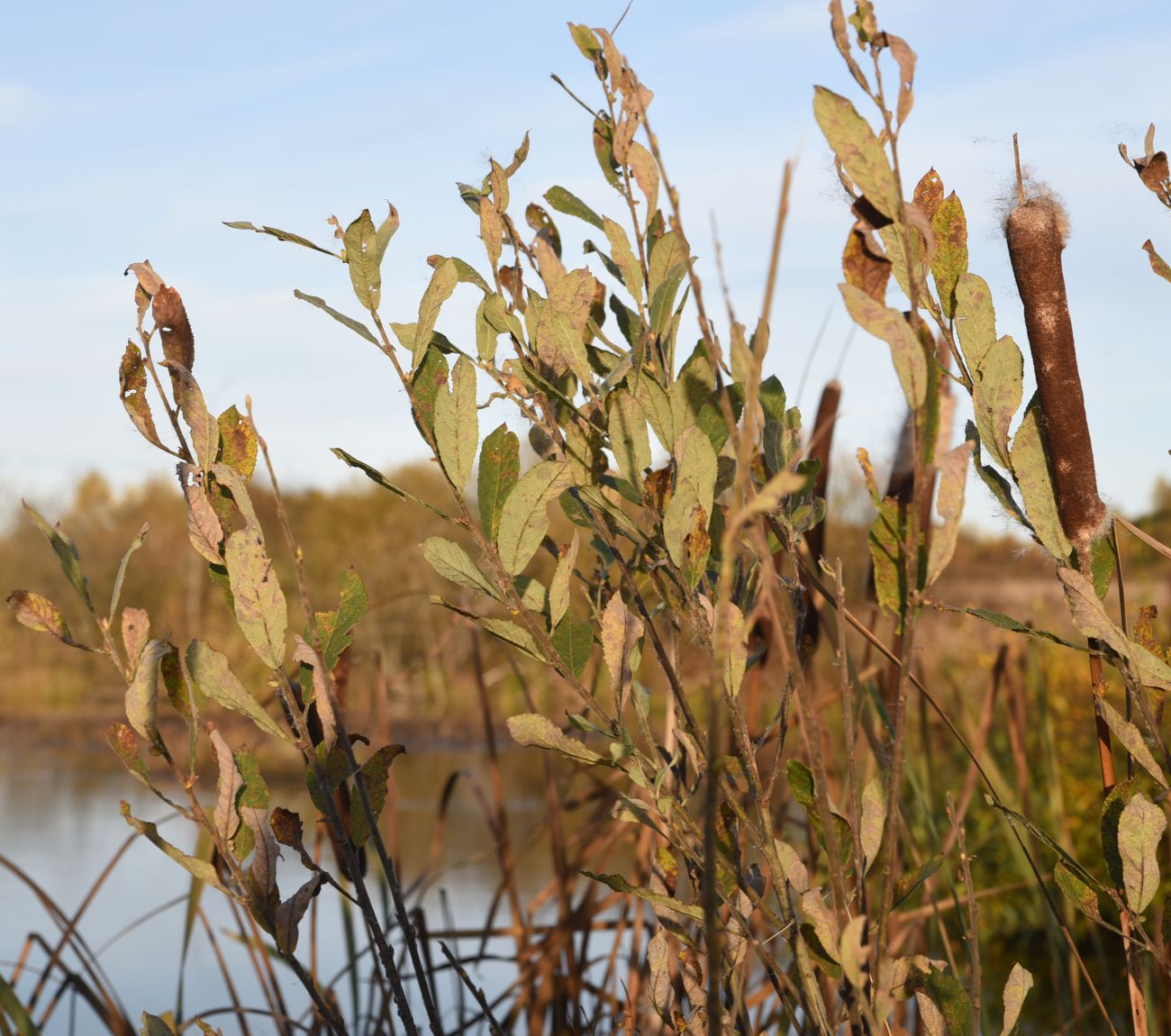 Изображение особи Salix cinerea.