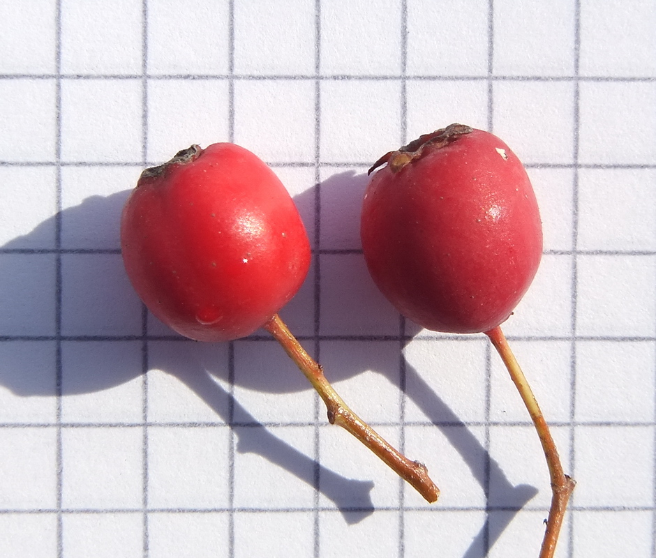 Image of Crataegus monogyna specimen.