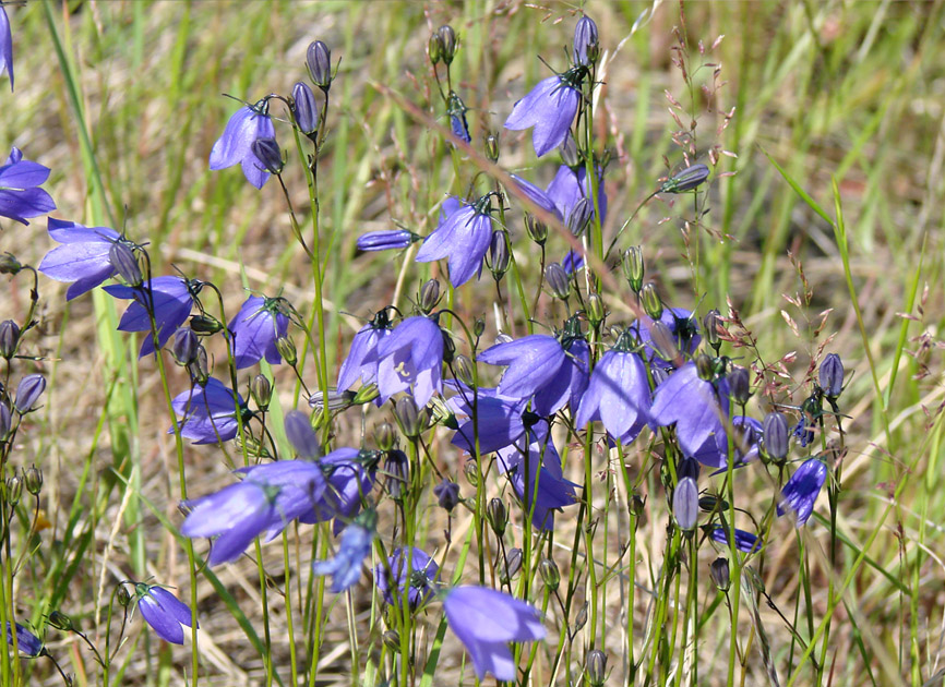 Image of Campanula rotundifolia specimen.