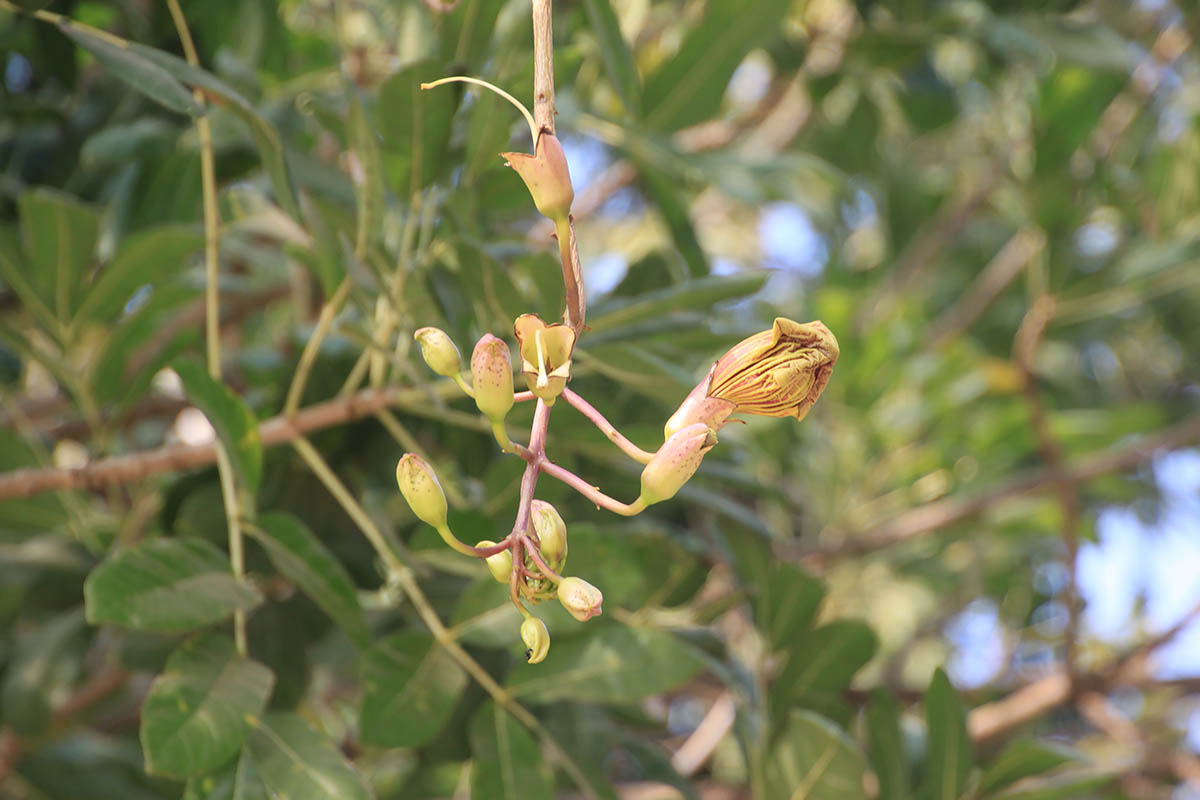 Image of Kigelia pinnata specimen.