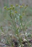 Euphorbia leptocaula. Цветущие растения с завязавшимися плодами и муравьями. Крым, Феодосия, хр. Тепе-Оба, степной склон. 28 апреля 2020 г.