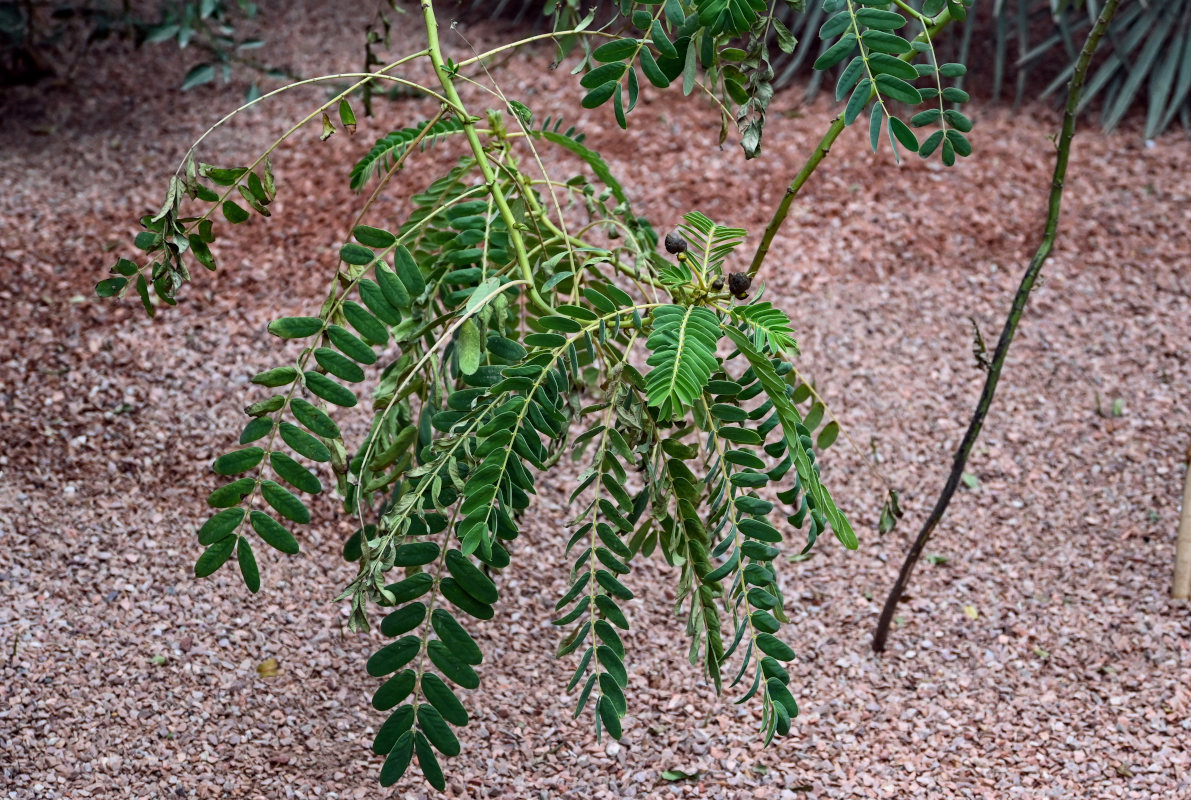 Image of Senna didymobotrya specimen.