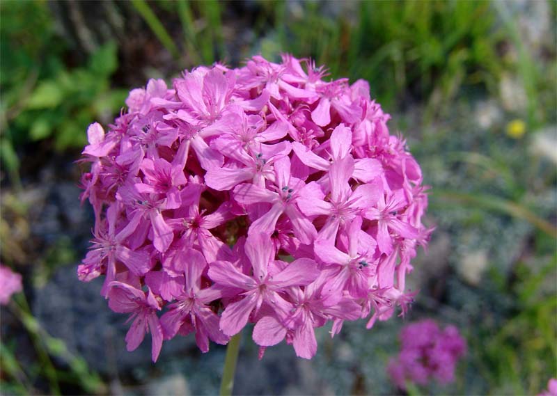 Image of Silene compacta specimen.