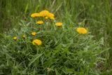 род Taraxacum