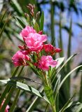 Nerium oleander