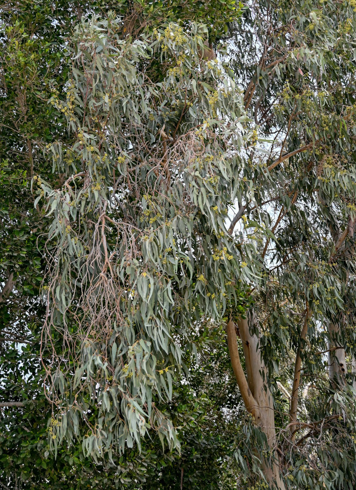 Изображение особи Eucalyptus camaldulensis.