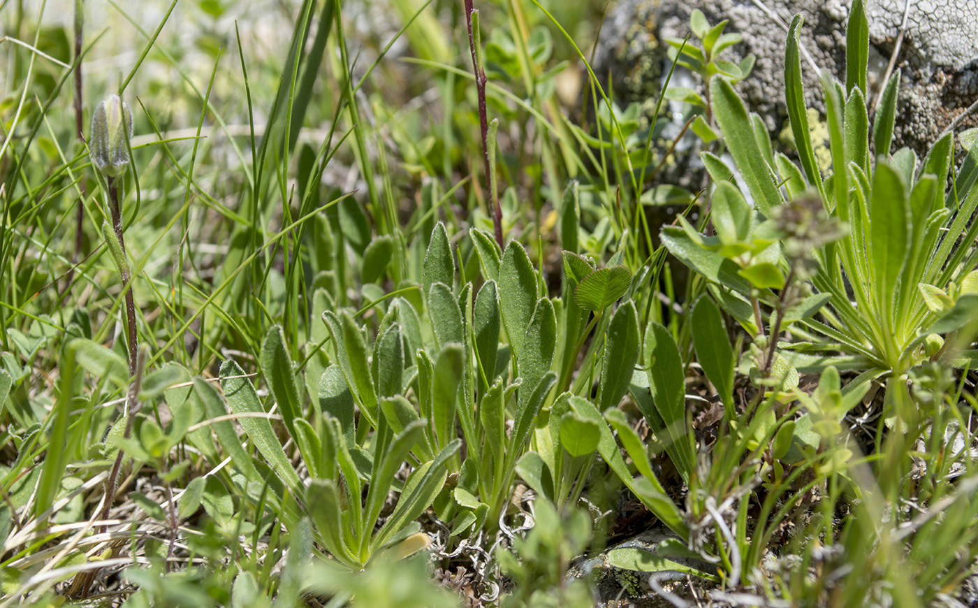 Image of Campanula saxifraga specimen.