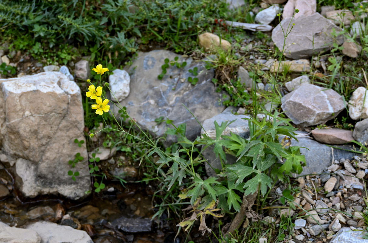 Изображение особи Ranunculus brevirostris.