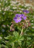 Geranium sylvaticum