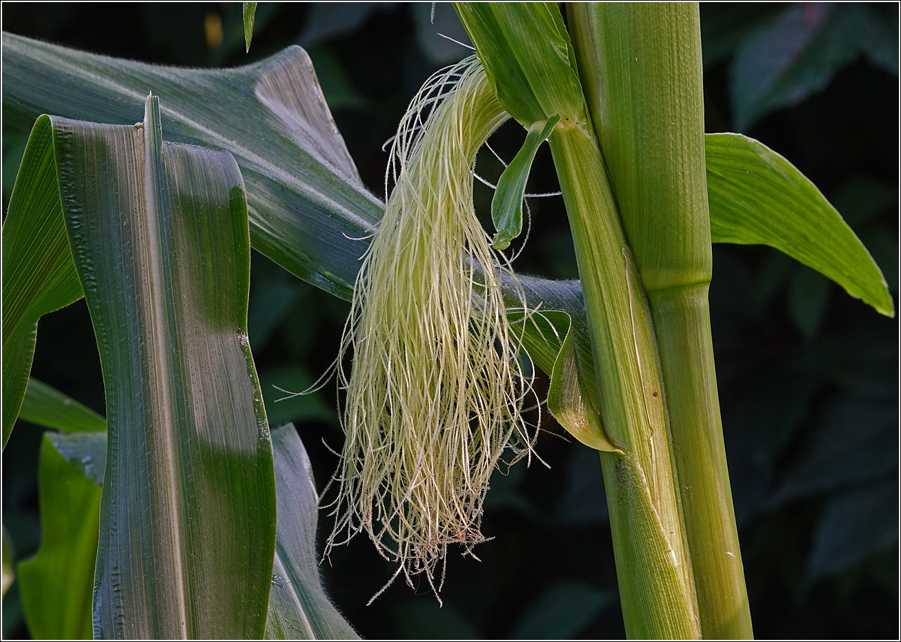 Image of Zea mays specimen.