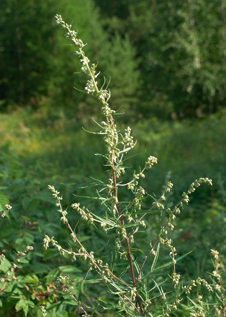 Image of Artemisia vulgaris specimen.