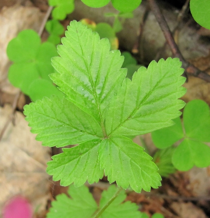 Image of Rubus arcticus specimen.