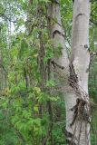 Atragene ochotensis. Часть лианы на стволе березы плосколистной (Betula kamtschatica). Камчатский край, Елизовский р-н, окр. р. Железная, склон сопки, берёзовый лес из Betula ermanii и Betula kamtschatica. 22.07.2023.