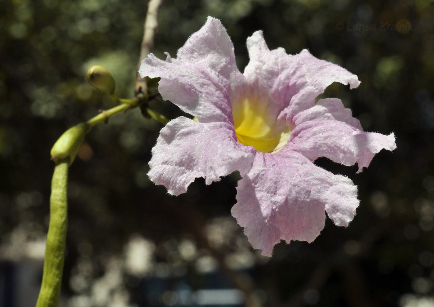 Image of genus Tabebuia specimen.