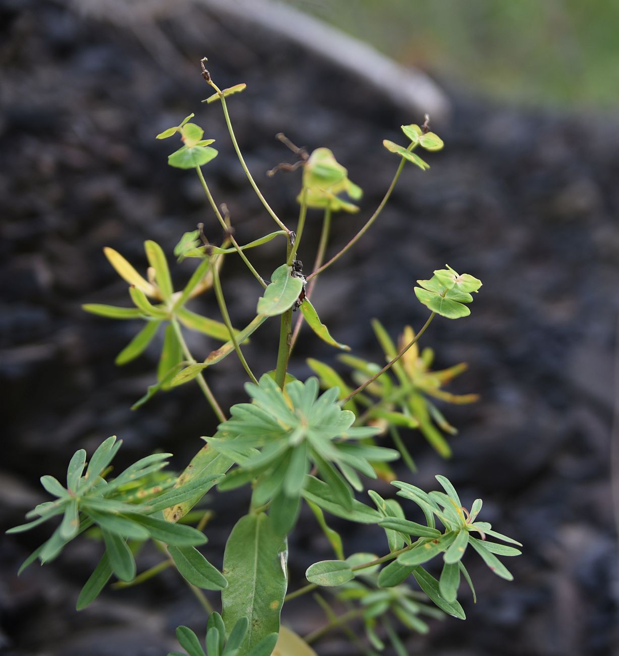 Image of genus Euphorbia specimen.