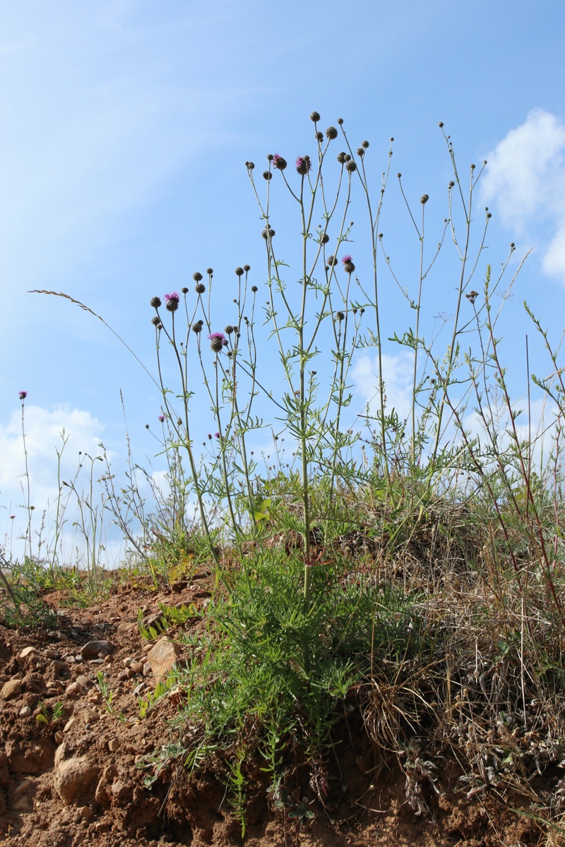 Image of Centaurea scabiosa specimen.