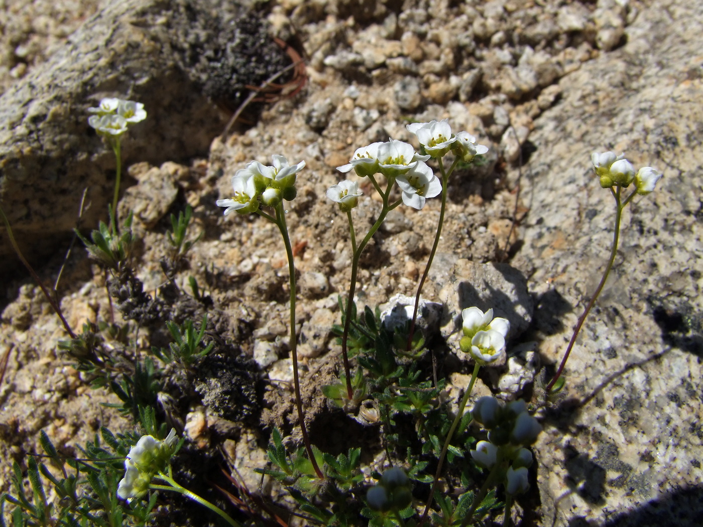 Изображение особи Draba magadanensis.