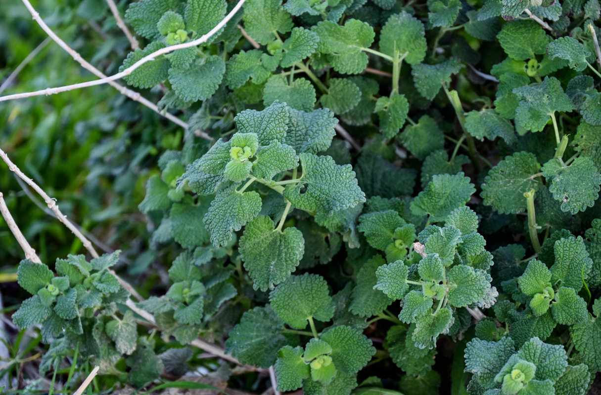 Image of Marrubium vulgare specimen.