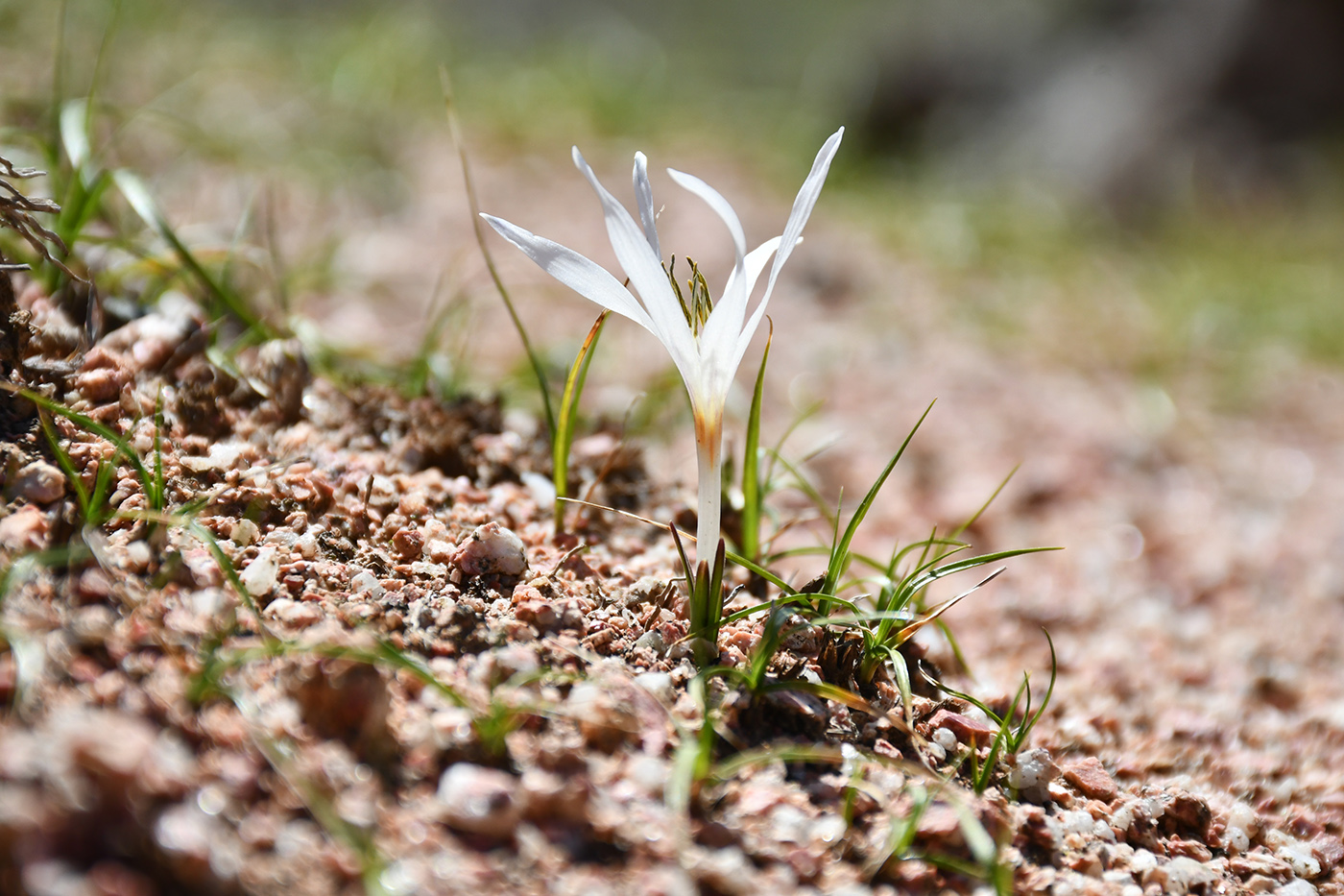 Image of Colchicum kesselringii specimen.