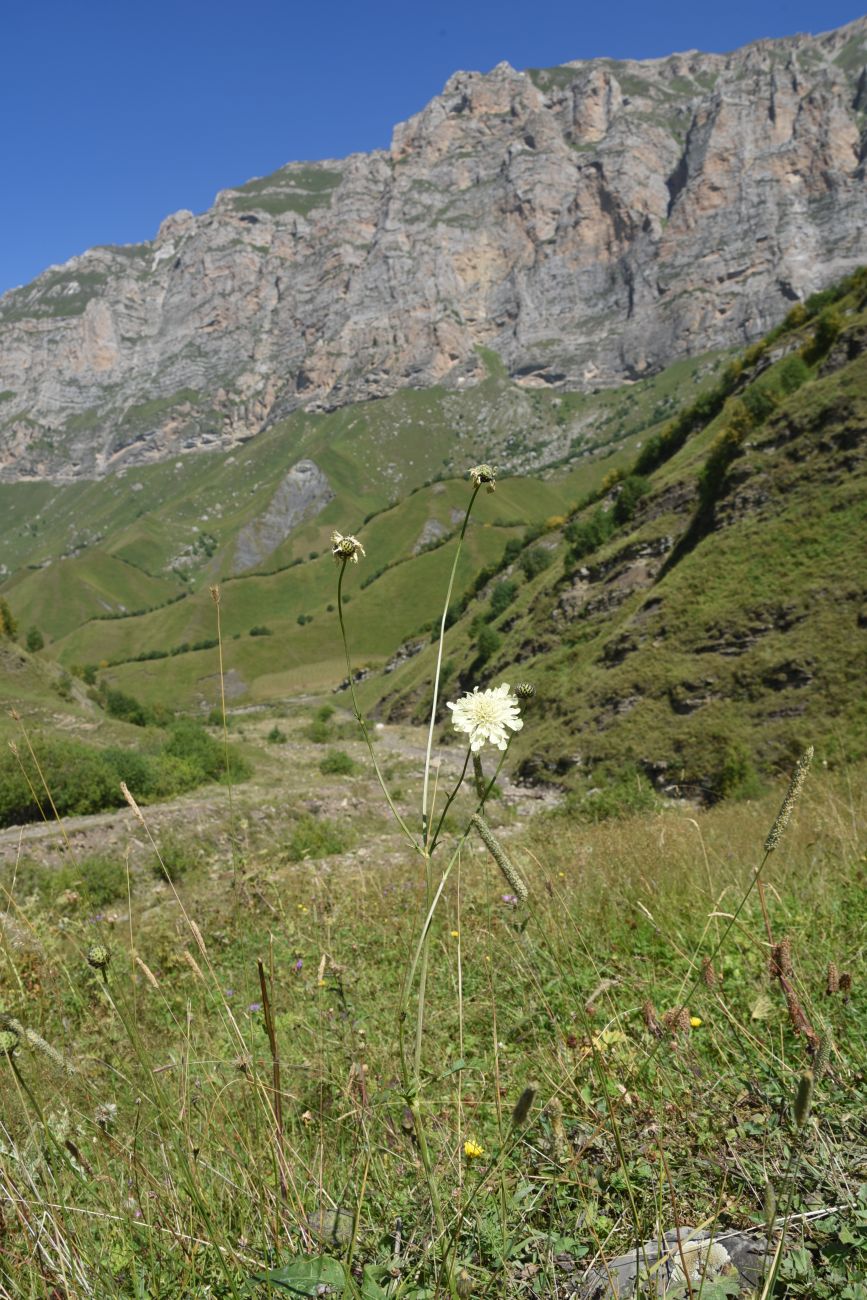 Image of Cephalaria gigantea specimen.