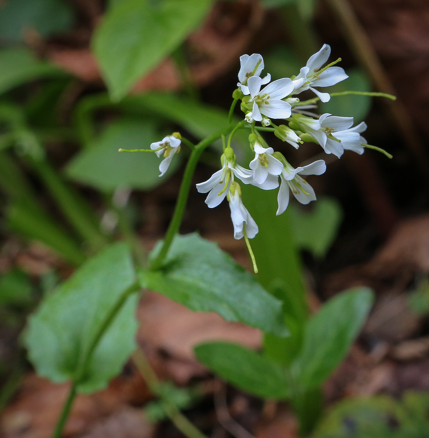 Image of Arabis nordmanniana specimen.