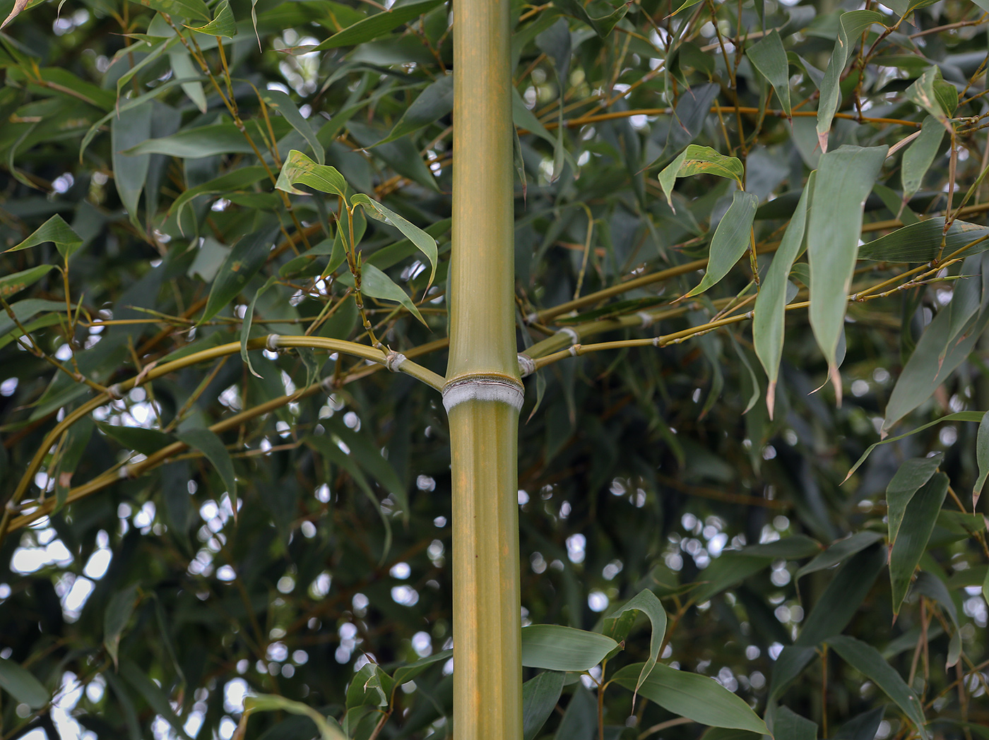 Image of genus Bambusa specimen.
