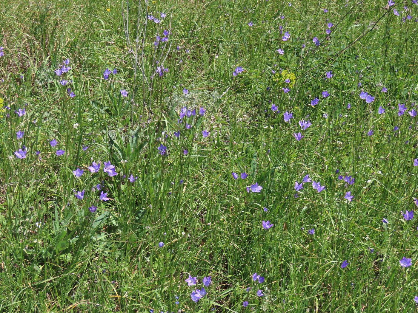 Изображение особи Campanula altaica.