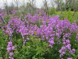 Hesperis matronalis