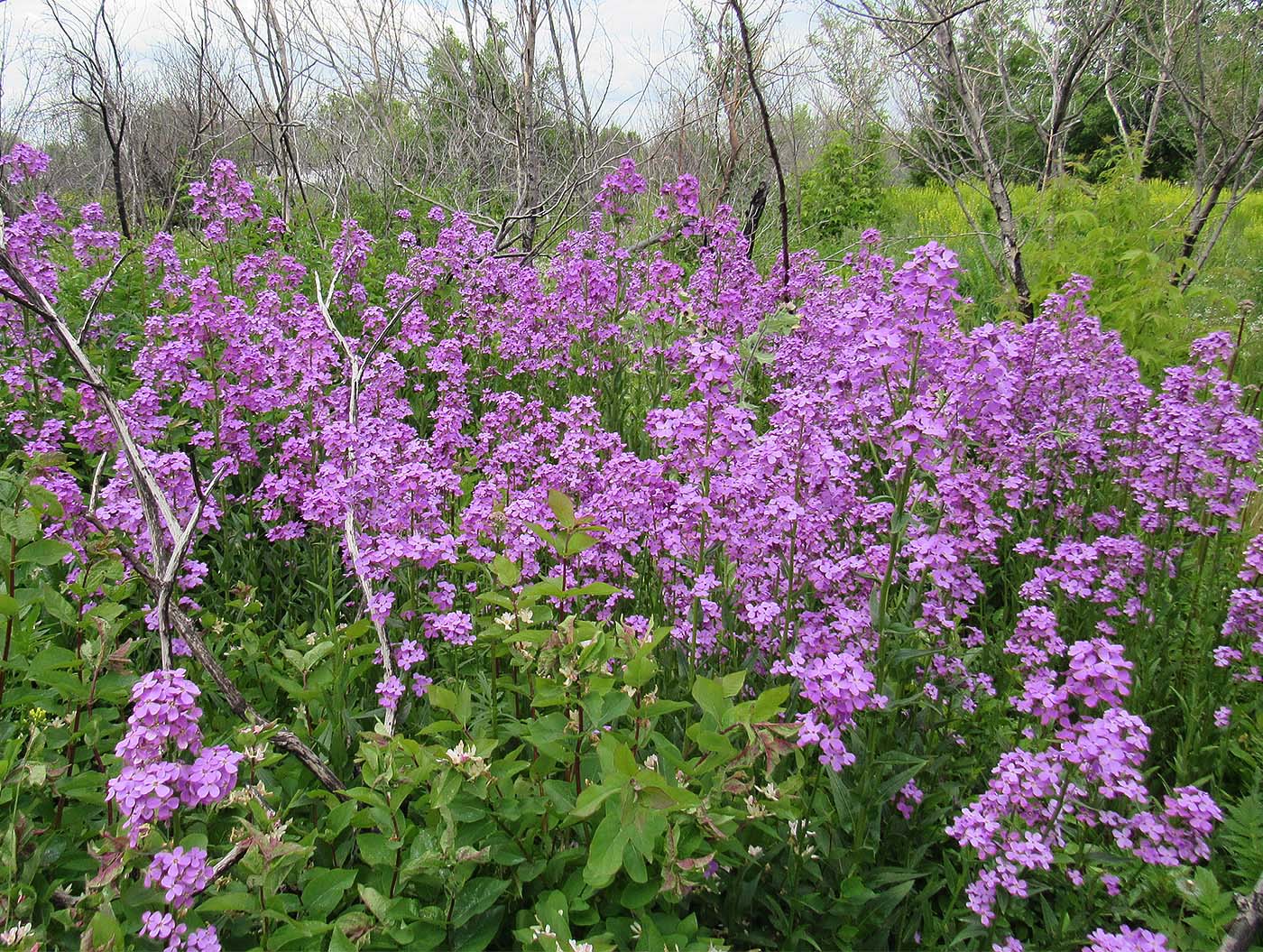 Image of Hesperis matronalis specimen.