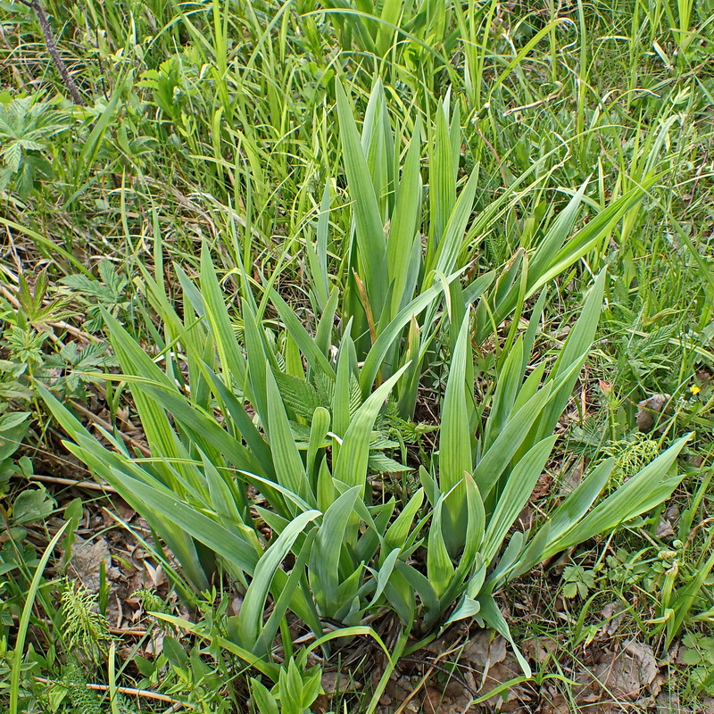 Image of Iris setosa specimen.