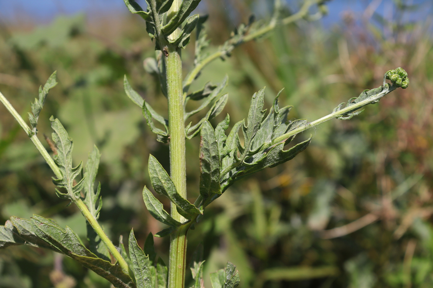 Image of Senecio grandidentatus specimen.