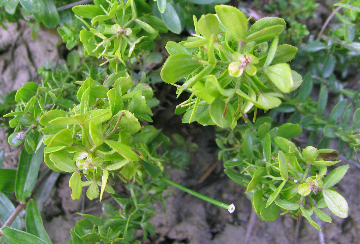 Image of Cruciata taurica specimen.