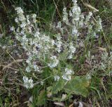 Salvia aethiopis. Цветущее растение. Краснодарский край, м/о Анапа, окр. пос. Куматырь, дол. р. Куматырь близ плотины нижнего пруда. 18.06.2021.